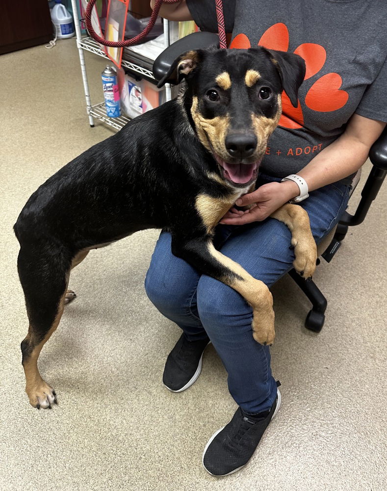 adoptable Dog in Oak Bluffs, MA named Reeses