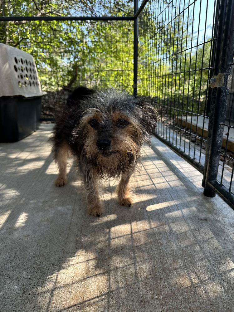 adoptable Dog in Oak Bluffs, MA named Rusty