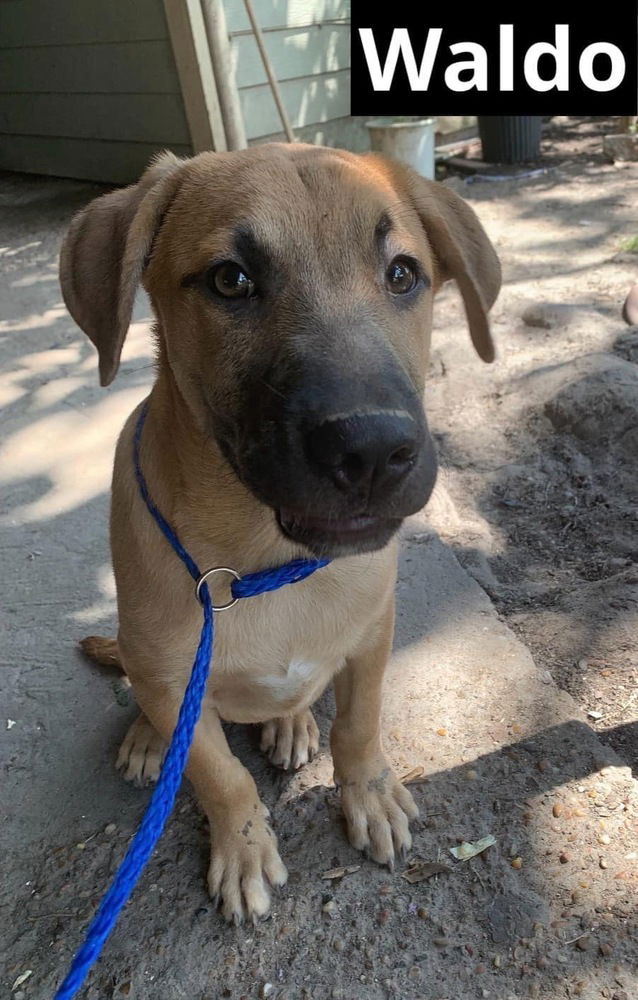 adoptable Dog in Oak Bluffs, MA named Waldo