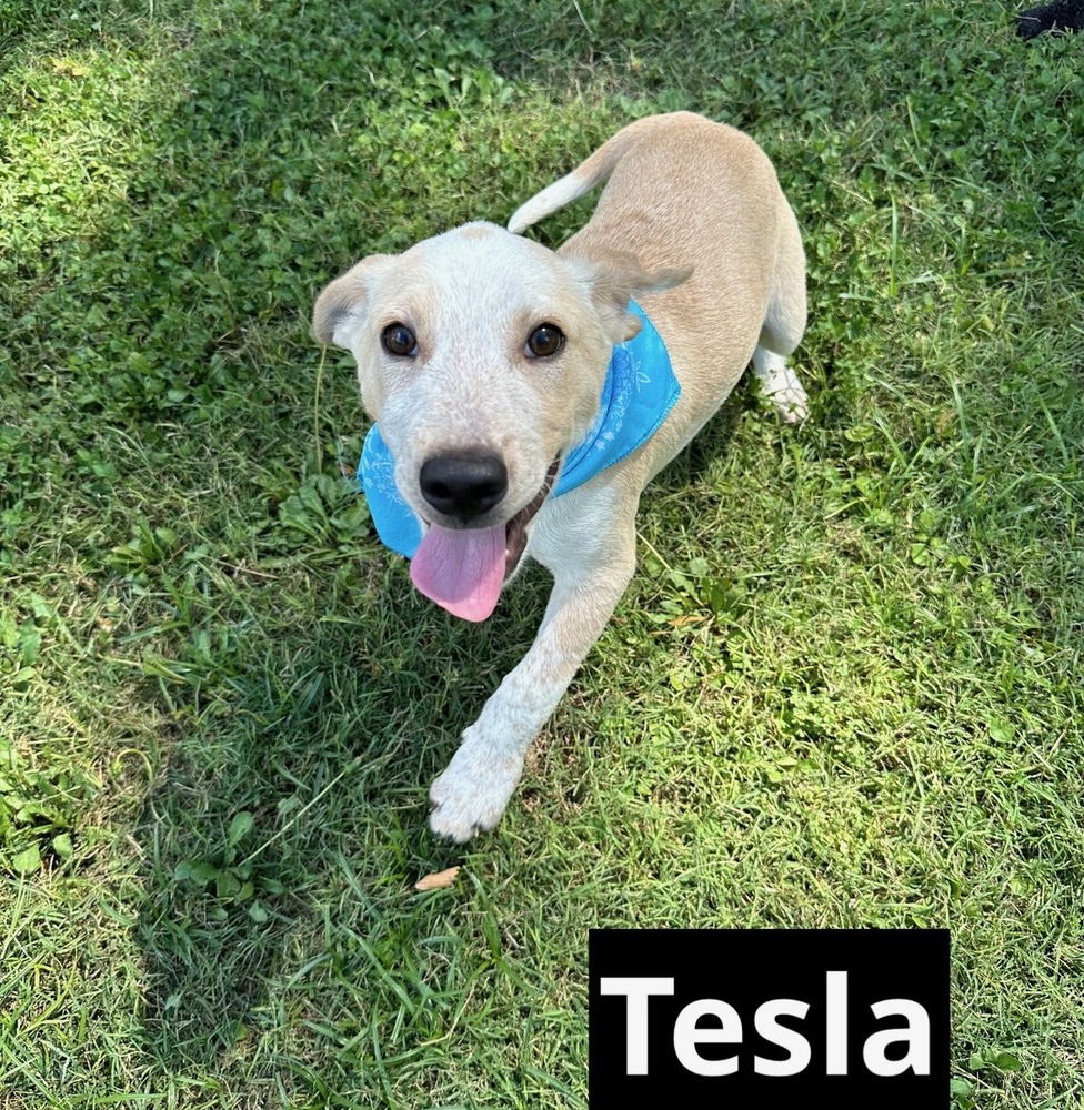 adoptable Dog in Oak Bluffs, MA named Tesla