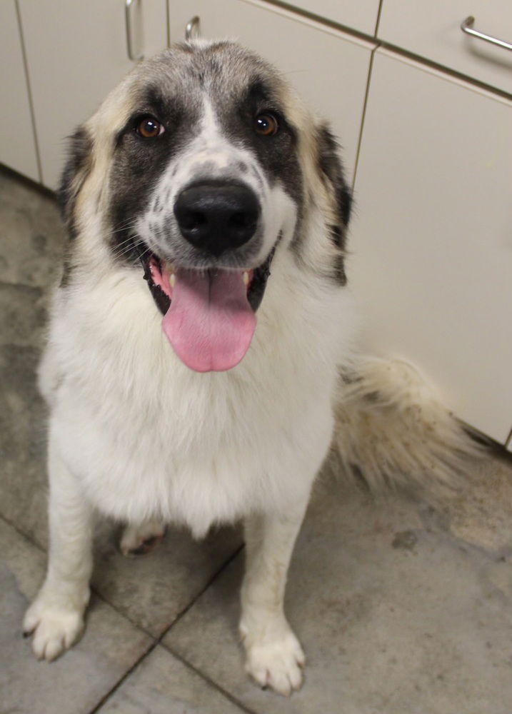 adoptable Dog in Oak Bluffs, MA named Ziggy