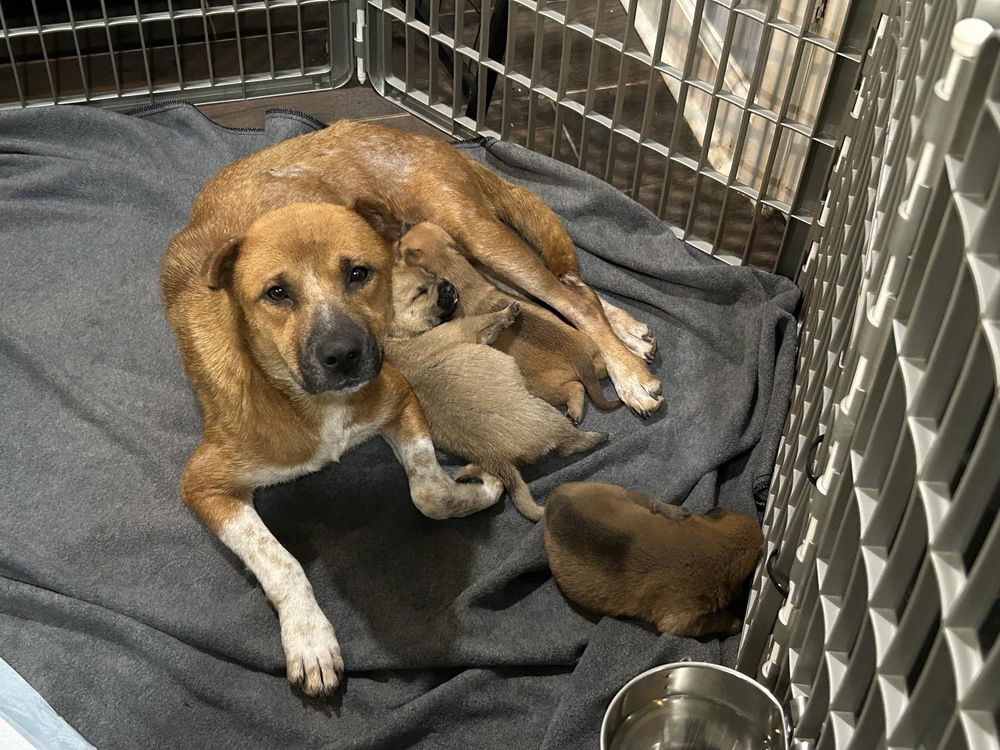 adoptable Dog in Oak Bluffs, MA named Amelia