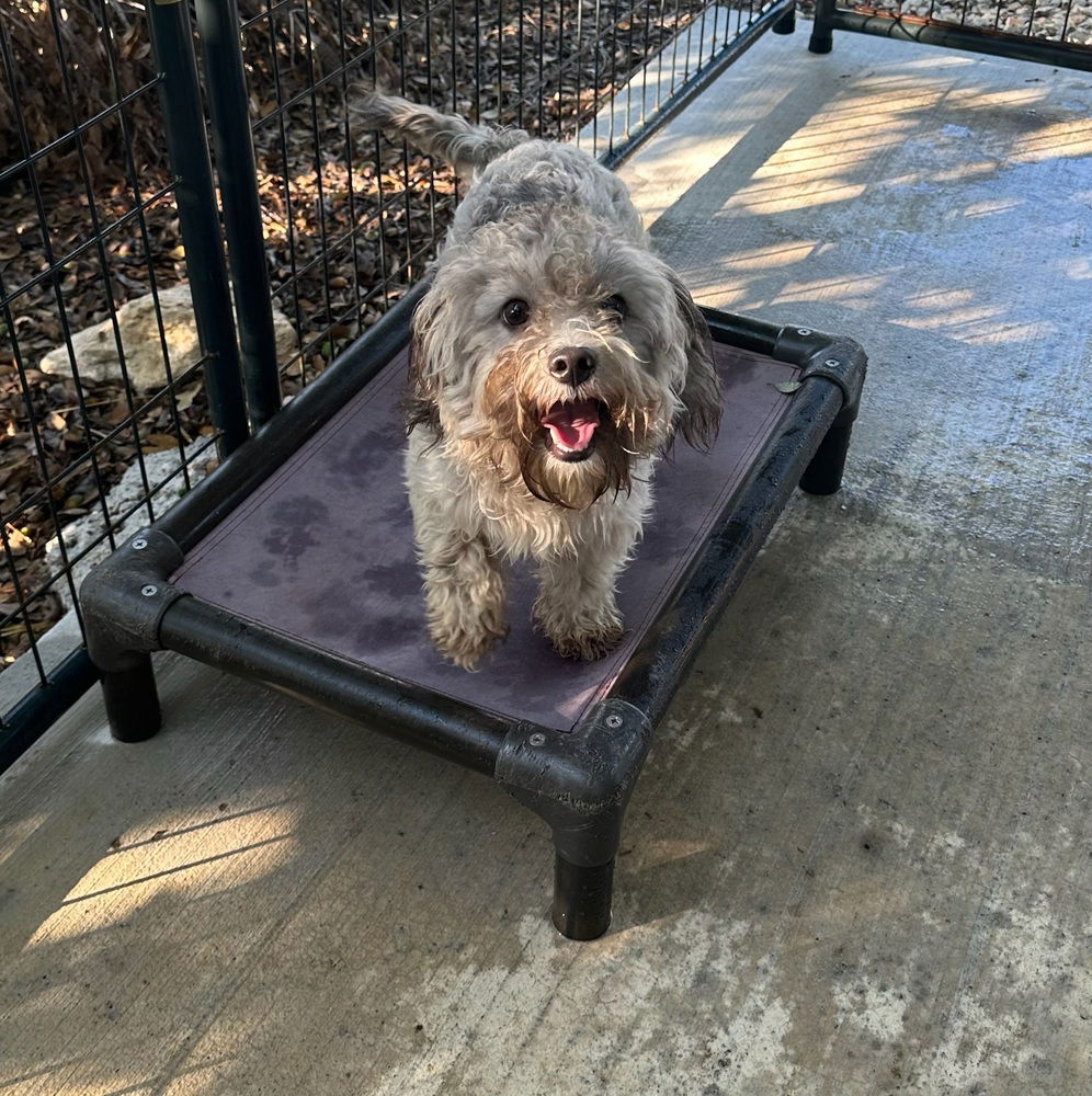 adoptable Dog in Oak Bluffs, MA named Panda