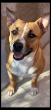adoptable Dog in  named Sherley