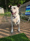 adoptable Dog in  named Indie
