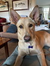 adoptable Dog in oak bluffs, MA named Dixie