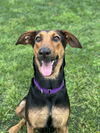 adoptable Dog in , MA named Melanie