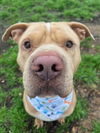 adoptable Dog in  named Guero