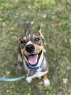 adoptable Dog in , MA named Kenya