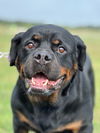adoptable Dog in , MA named Ava
