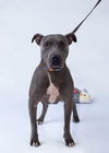 adoptable Dog in  named Grey