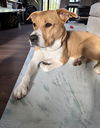 adoptable Dog in  named Betsy