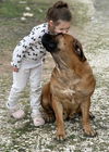 adoptable Dog in , MA named Rhianna