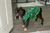 adoptable Dog in oak bluffs, MA named Dutch