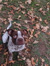 adoptable Dog in  named Toby