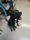 adoptable Dog in , MA named Bianca