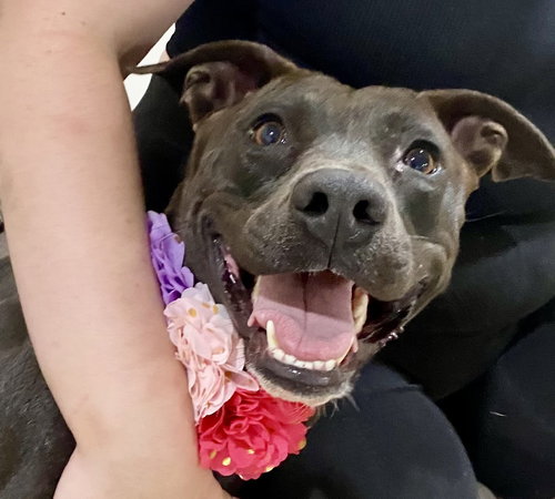 BIANCA - Labrador Retriever / Pit Bull Terrier available for adoption