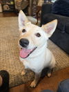 adoptable Dog in oak bluffs, MA named Cumulus