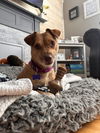 adoptable Dog in oak bluffs, MA named Gabby