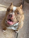 adoptable Dog in  named Fig