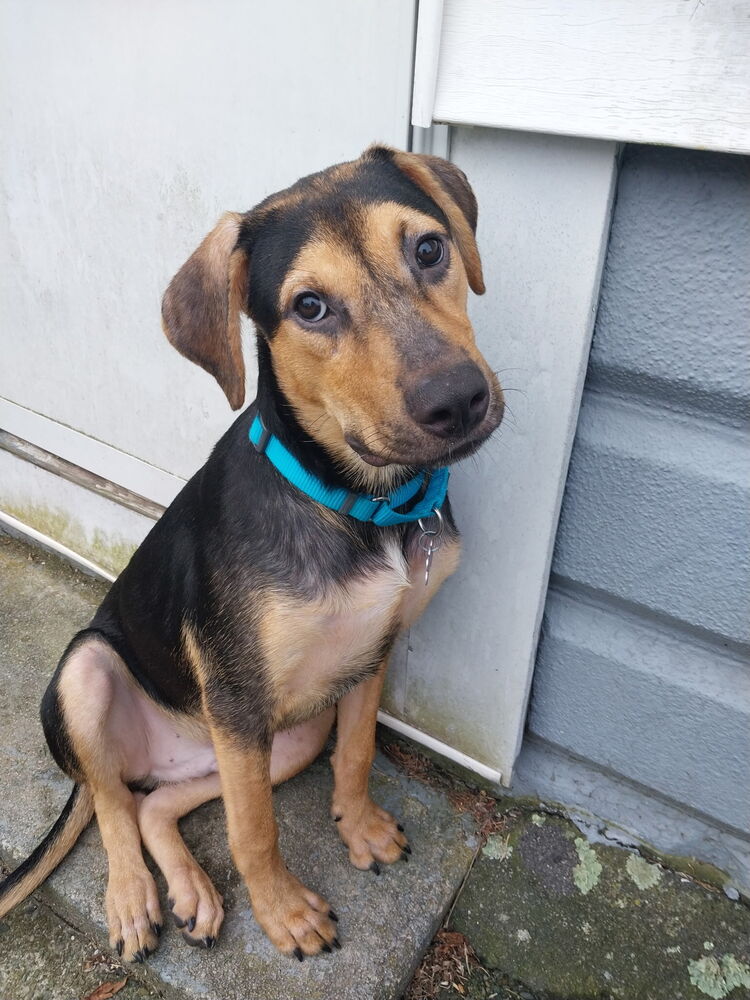 adoptable Dog in Oak Bluffs, MA named Rye
