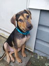 adoptable Dog in  named Rye