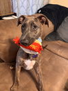 adoptable Dog in  named Wheat