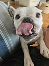 adoptable Dog in  named Suki