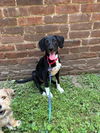 adoptable Dog in  named Owlette