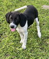 adoptable Dog in oak bluffs, MA named Gecko
