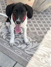 adoptable Dog in  named Catboy