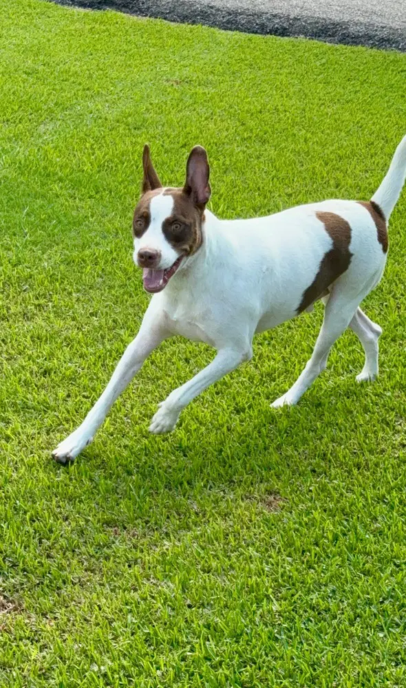 Roscoe - Pit Bull Terrier