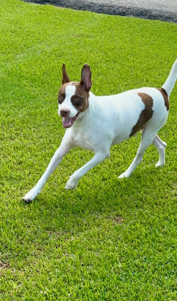Roscoe