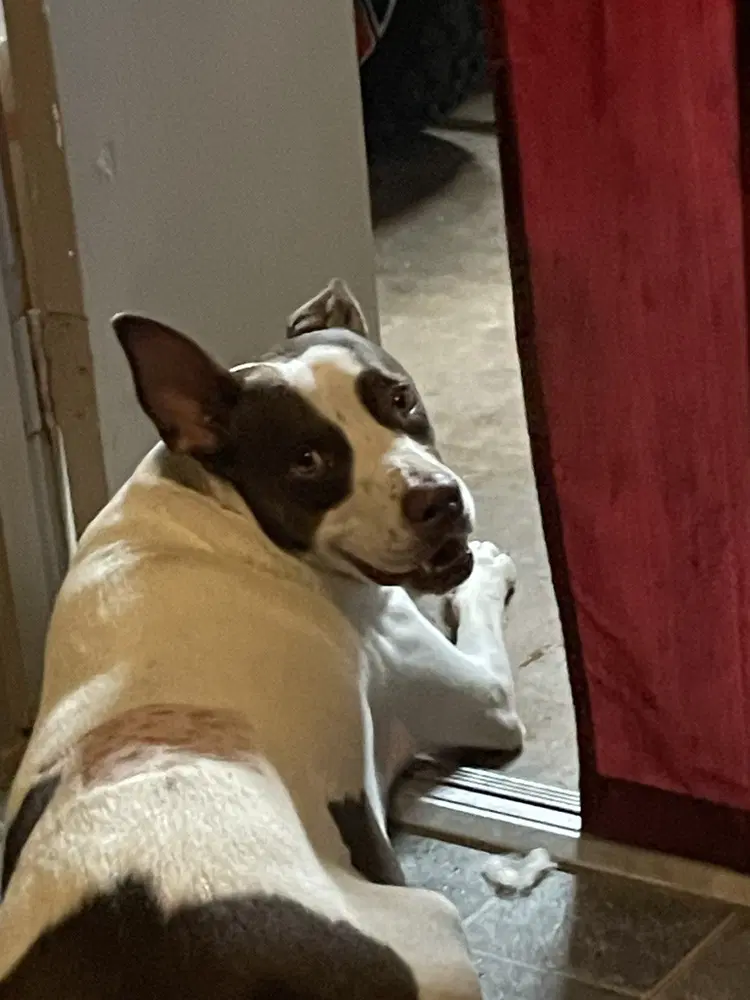 Roscoe image 2