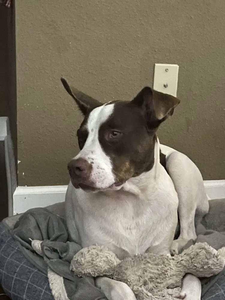 Roscoe image 3