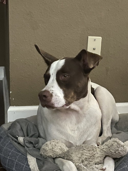 Roscoe — thumbnail 3