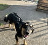 adoptable Dog in  named Guava