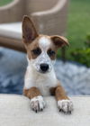 adoptable Dog in  named Baxter