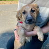 adoptable Dog in Oak Bluffs, MA named Chili