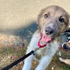 adoptable Dog in Oak Bluffs, MA named Pepper