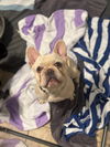 adoptable Dog in  named Mr. 305