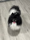 adoptable Dog in  named Karl Lagerwoof