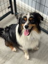 adoptable Dog in  named Chad
