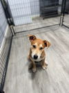 adoptable Dog in oak bluffs, MA named Cobbler