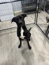 adoptable Dog in oak bluffs, MA named Flat Stanley