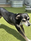 adoptable Dog in  named Verona