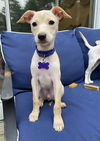 adoptable Dog in Oak Bluffs, MA named Shanti