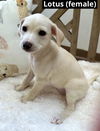 adoptable Dog in Oak Bluffs, MA named Lotus