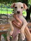 adoptable Dog in Oak Bluffs, MA named Zen