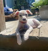adoptable Dog in Oak Bluffs, MA named Surya